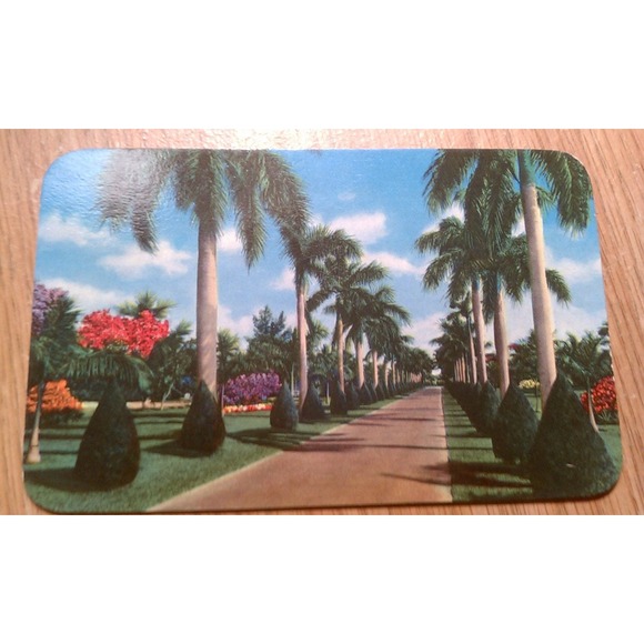 Vintage Florida palm tree lined street postcard - Picture 1 of 2